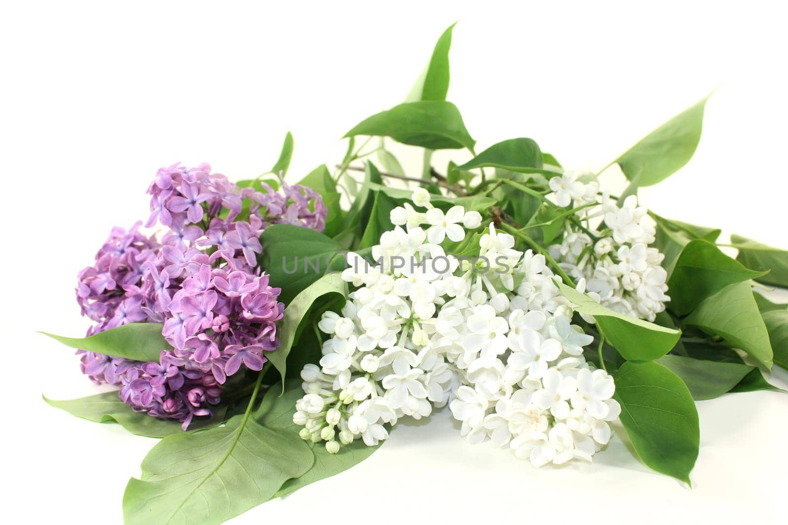 purple lilac flowers against a white background