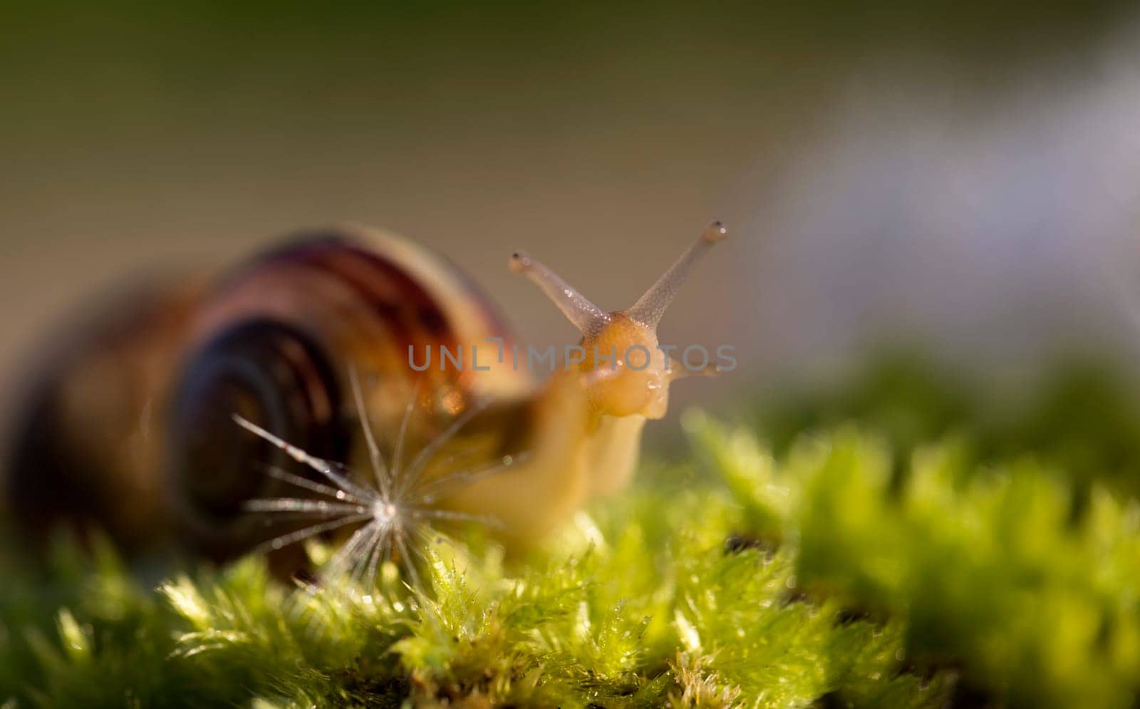 Snail