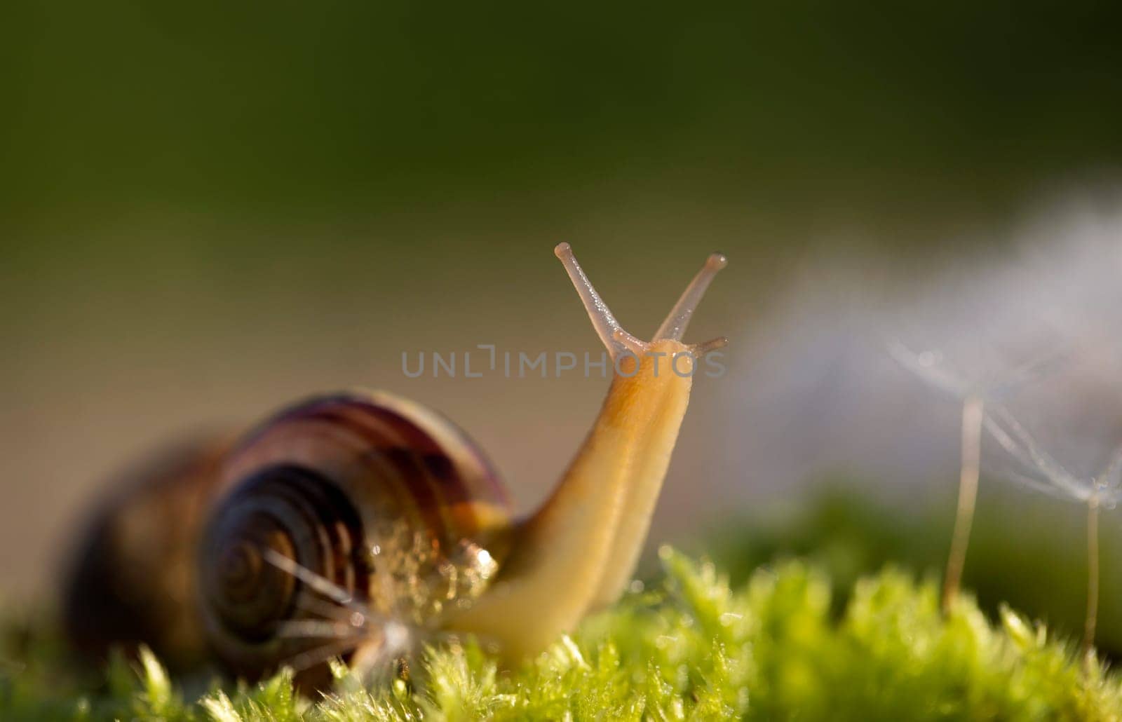 Snail