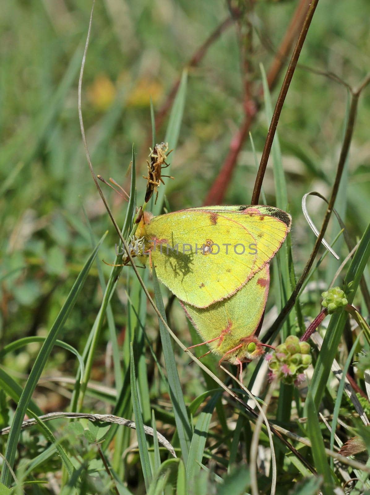 Pairing of horseshoe clover yellowling (Colias alfacariensis)