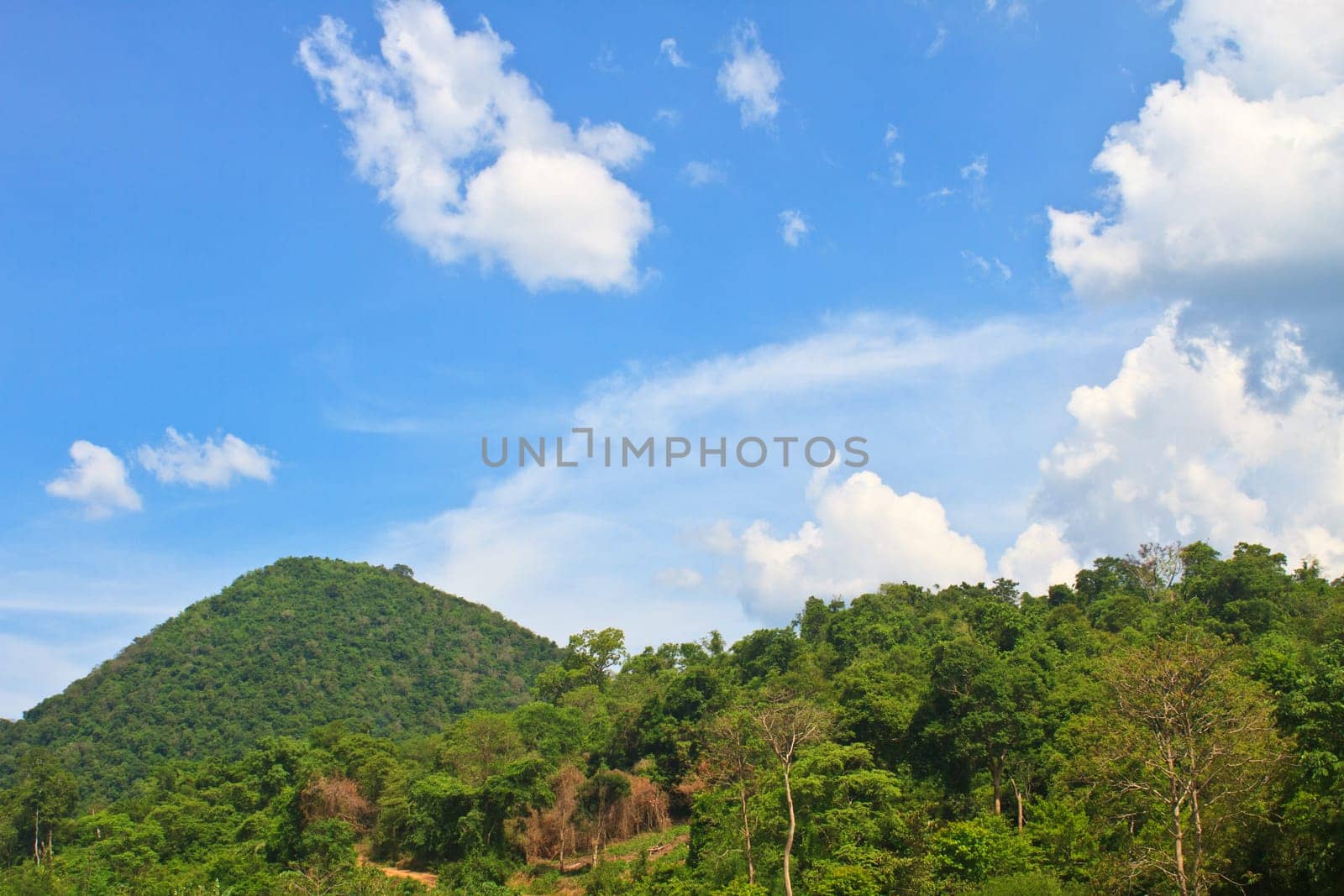 beautiful green forest and blue sky background