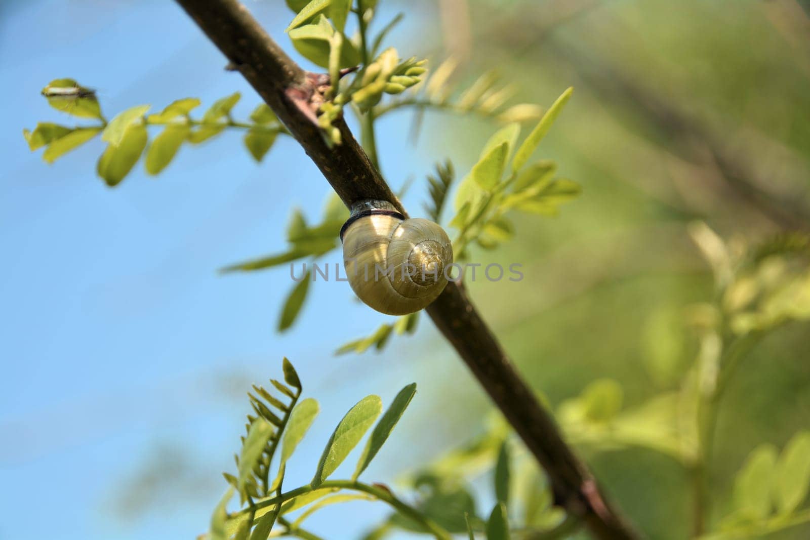 Snail on a branch in the garden