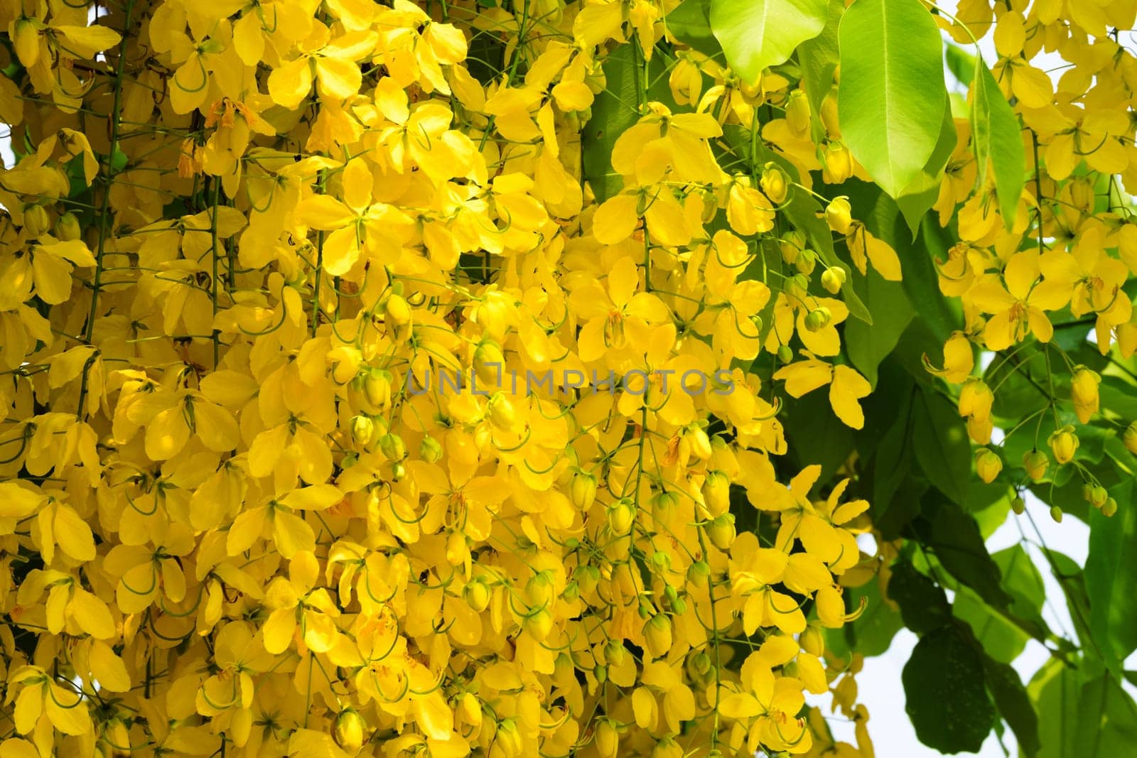 Indian Gold Rain,Cassia Fistula is a tropical tree with yellow flowers