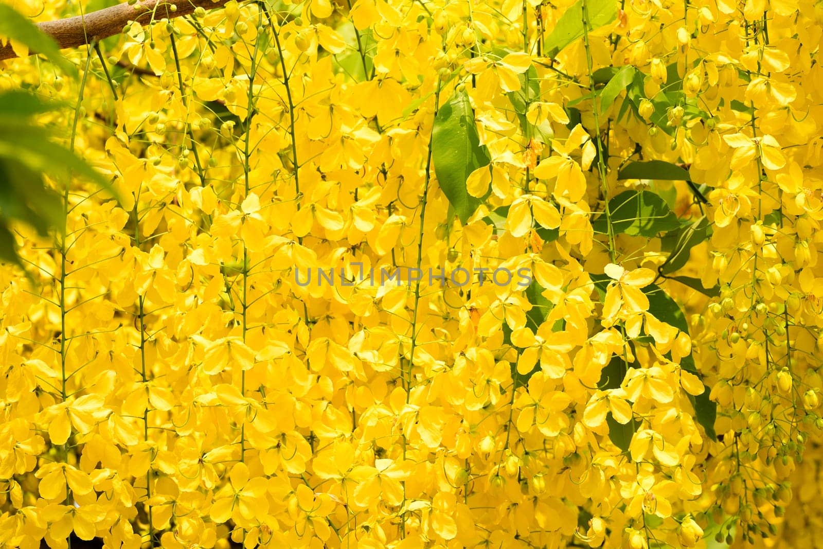 Indian Gold Rain,Cassia Fistula is a tropical tree with yellow flowers