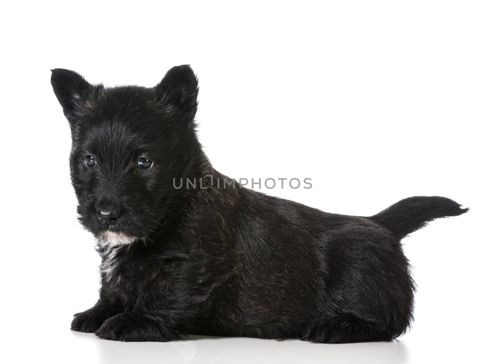 scottish terrier puppy sitting isolated on white background