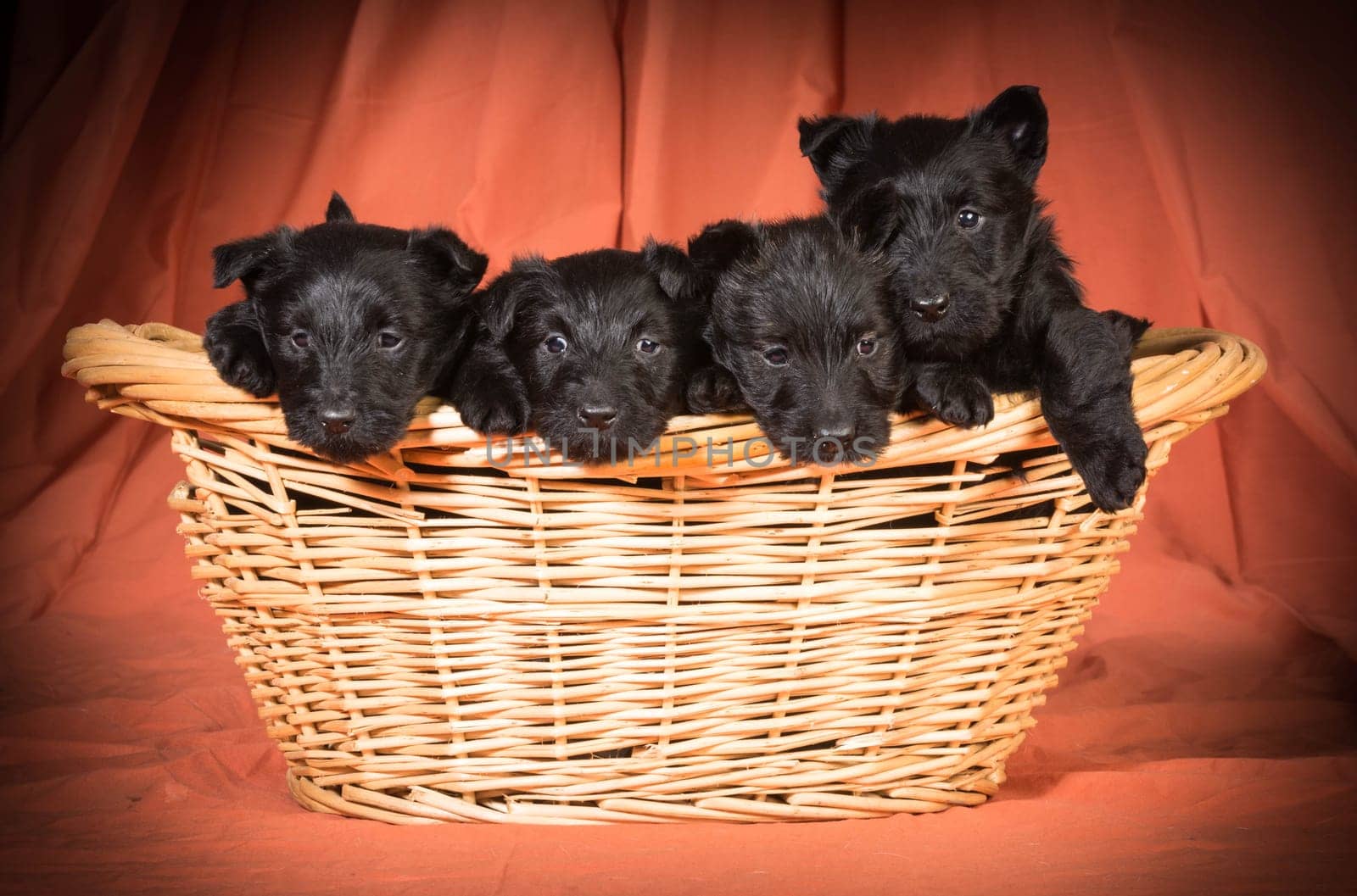 litter of scottish terriers in a basket on orange background