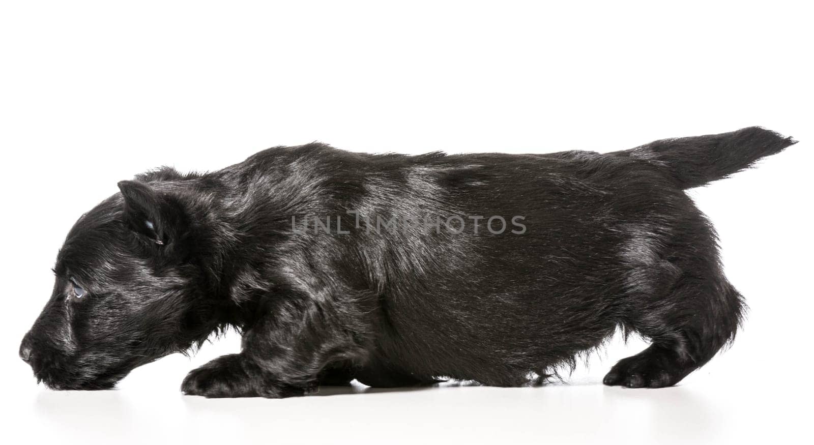 scottish terrier puppy sniffing the floor isolated on white background