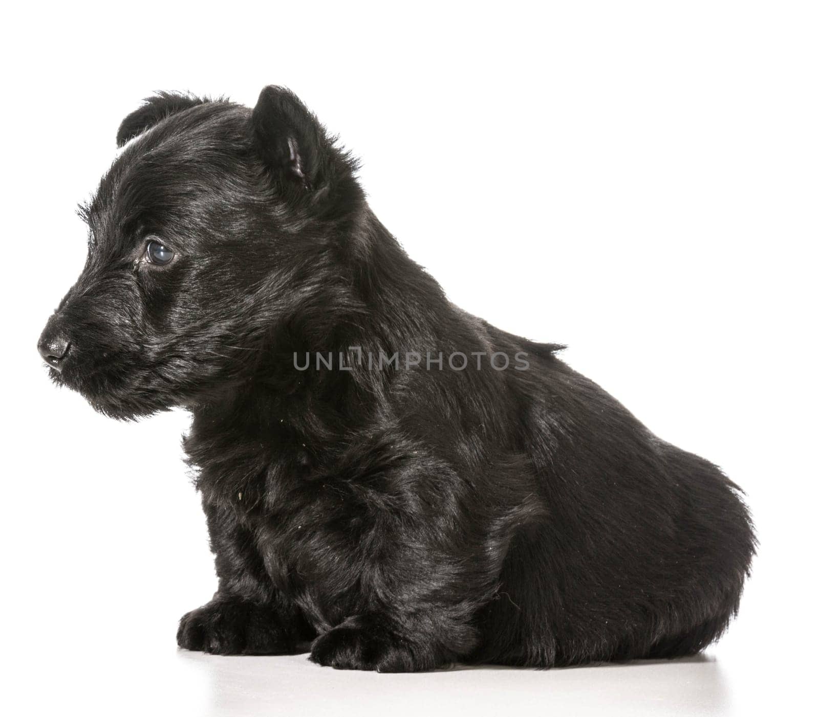 scottish terrier puppy sitting isolated on white background