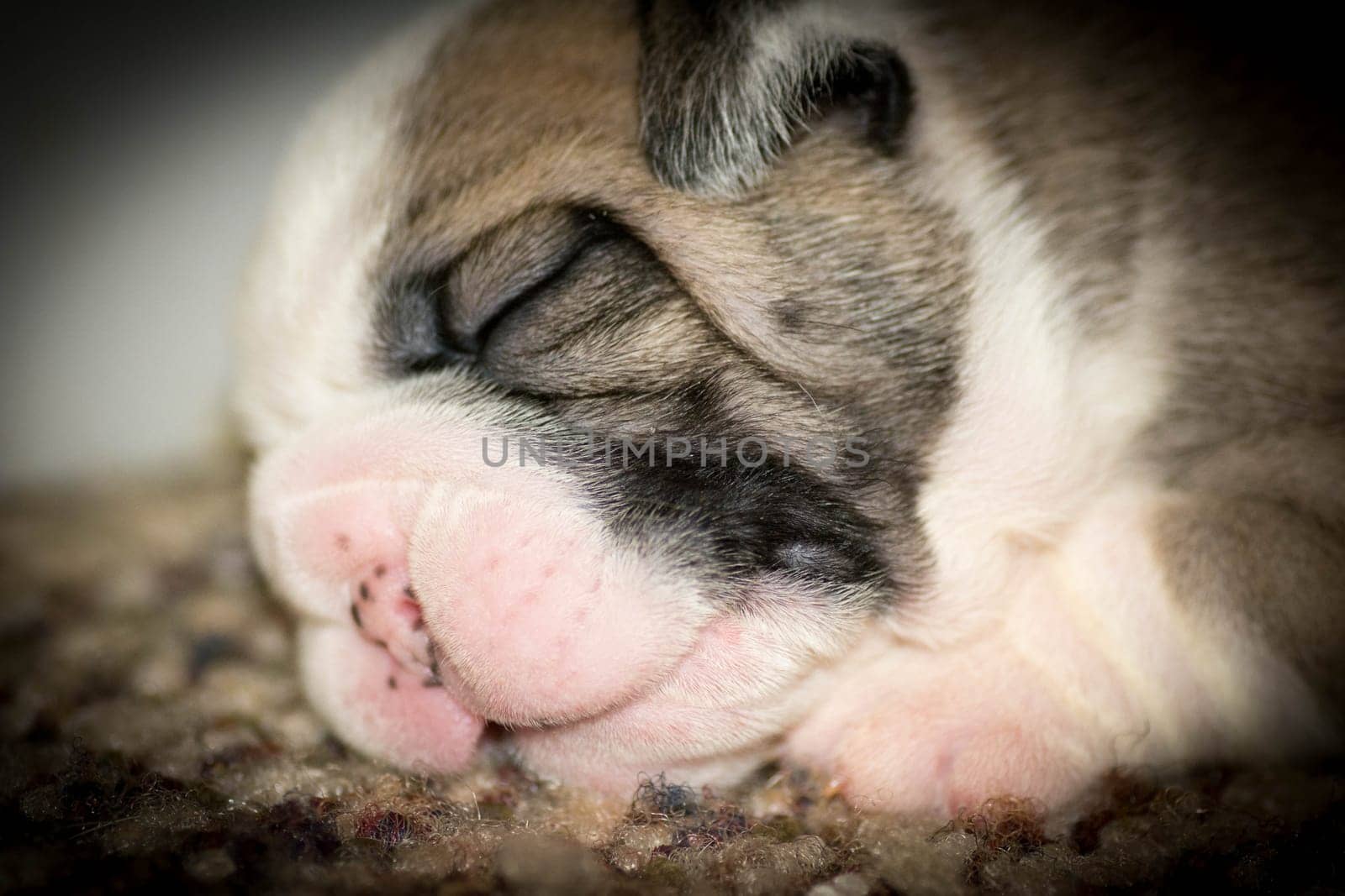 two week old english bulldog puppy