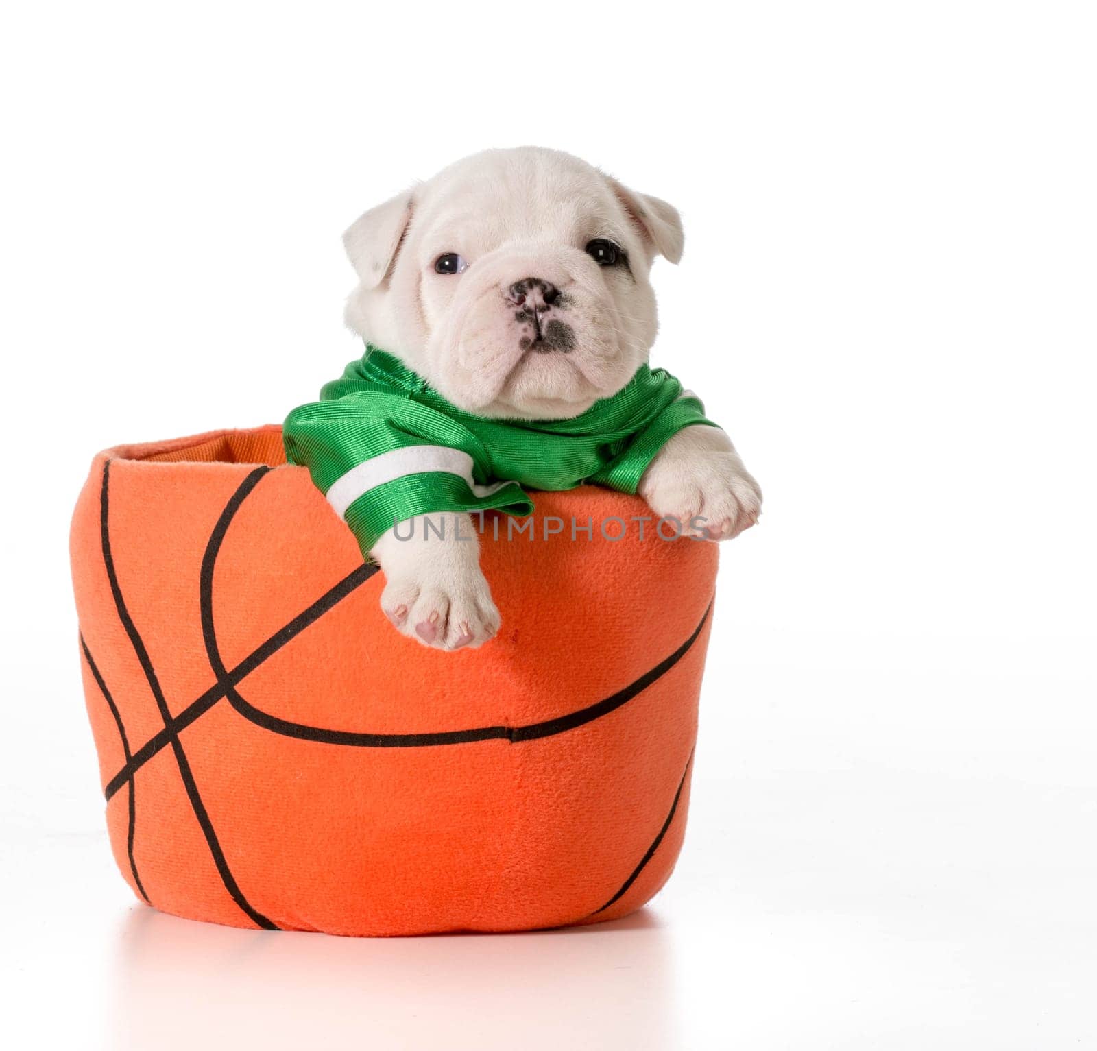 sports hound - bulldog puppy inside a basketball