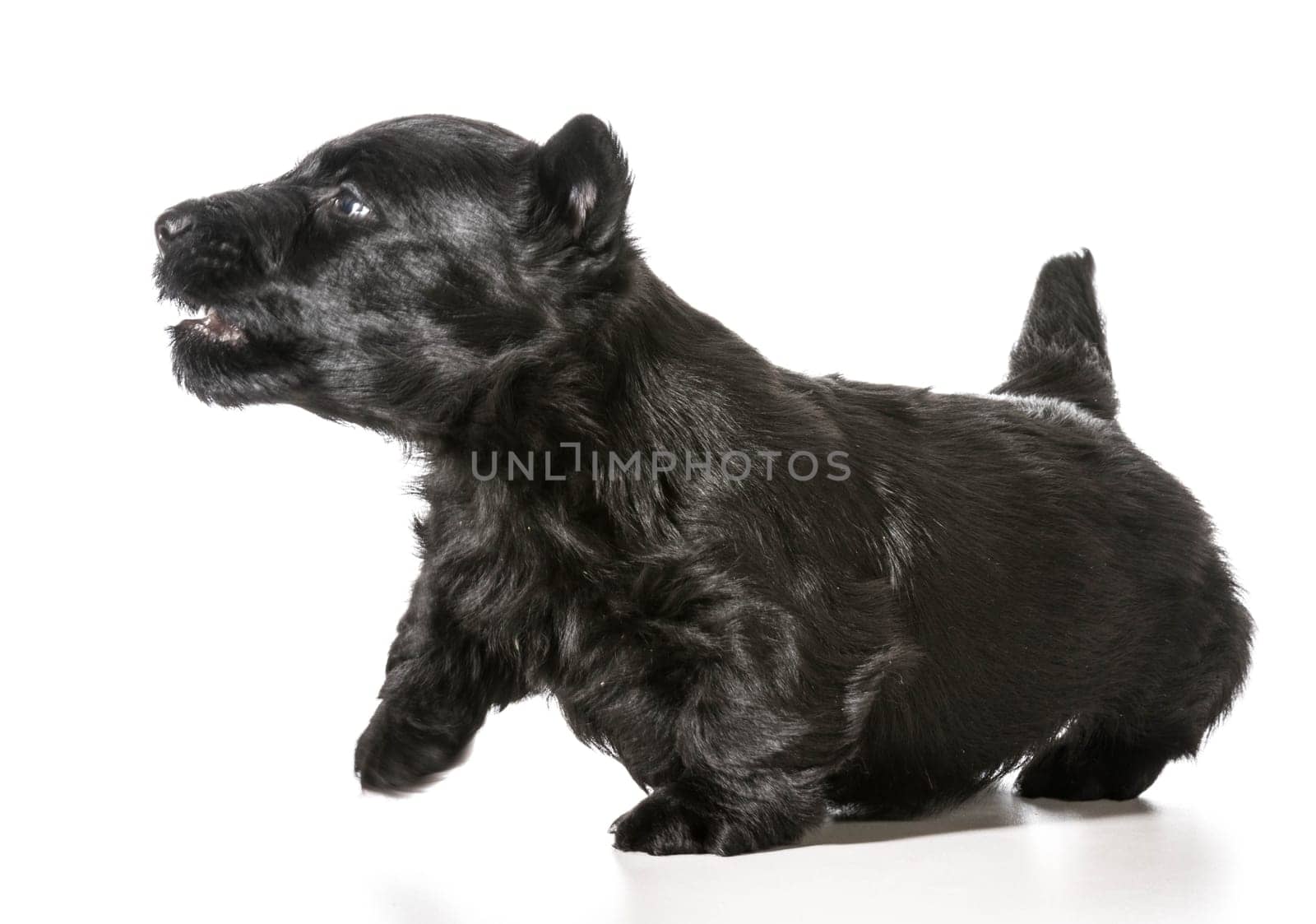 scottish terrier puppy with attitude isolated on white background