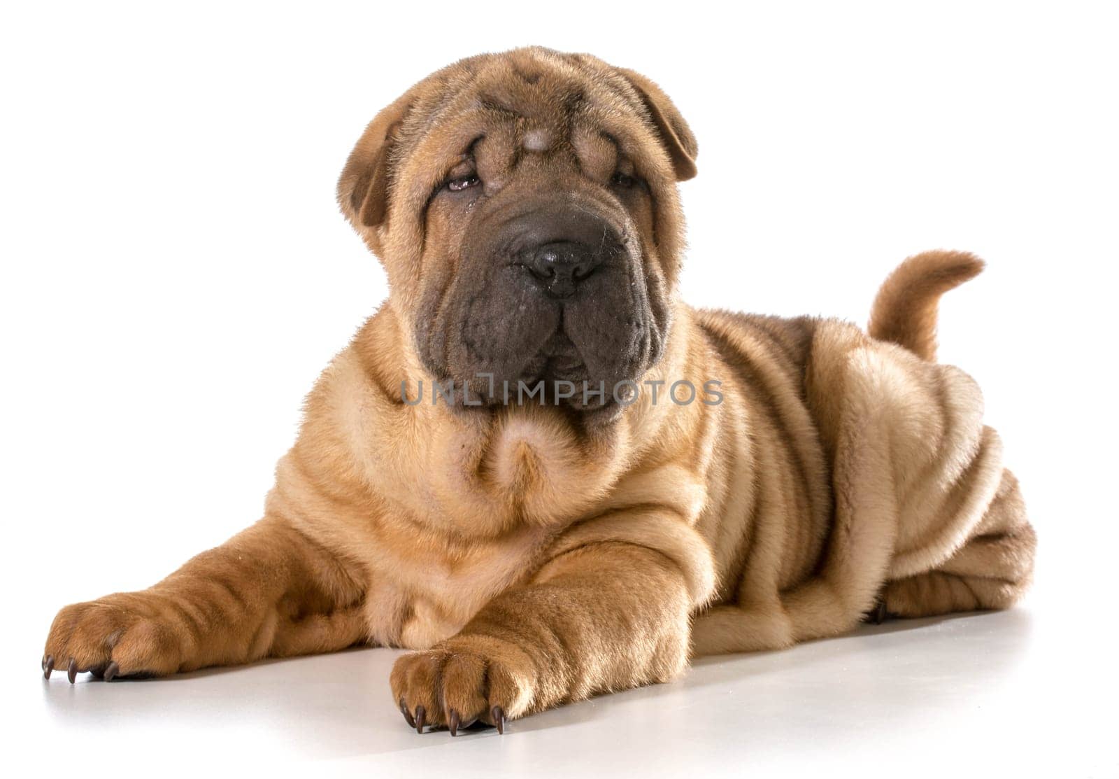 chinese shar pei puppy laying down looking at viewer isolated on white background - 4 months old
