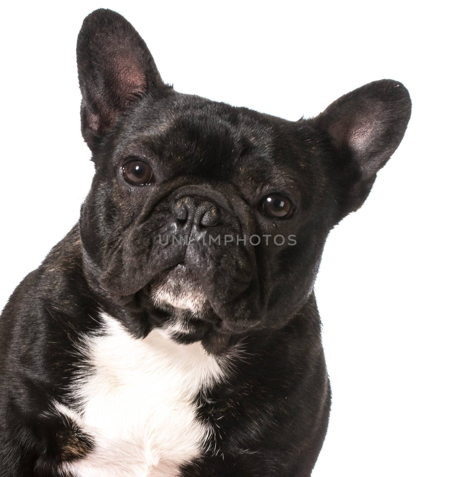 french bulldog portrait on white background