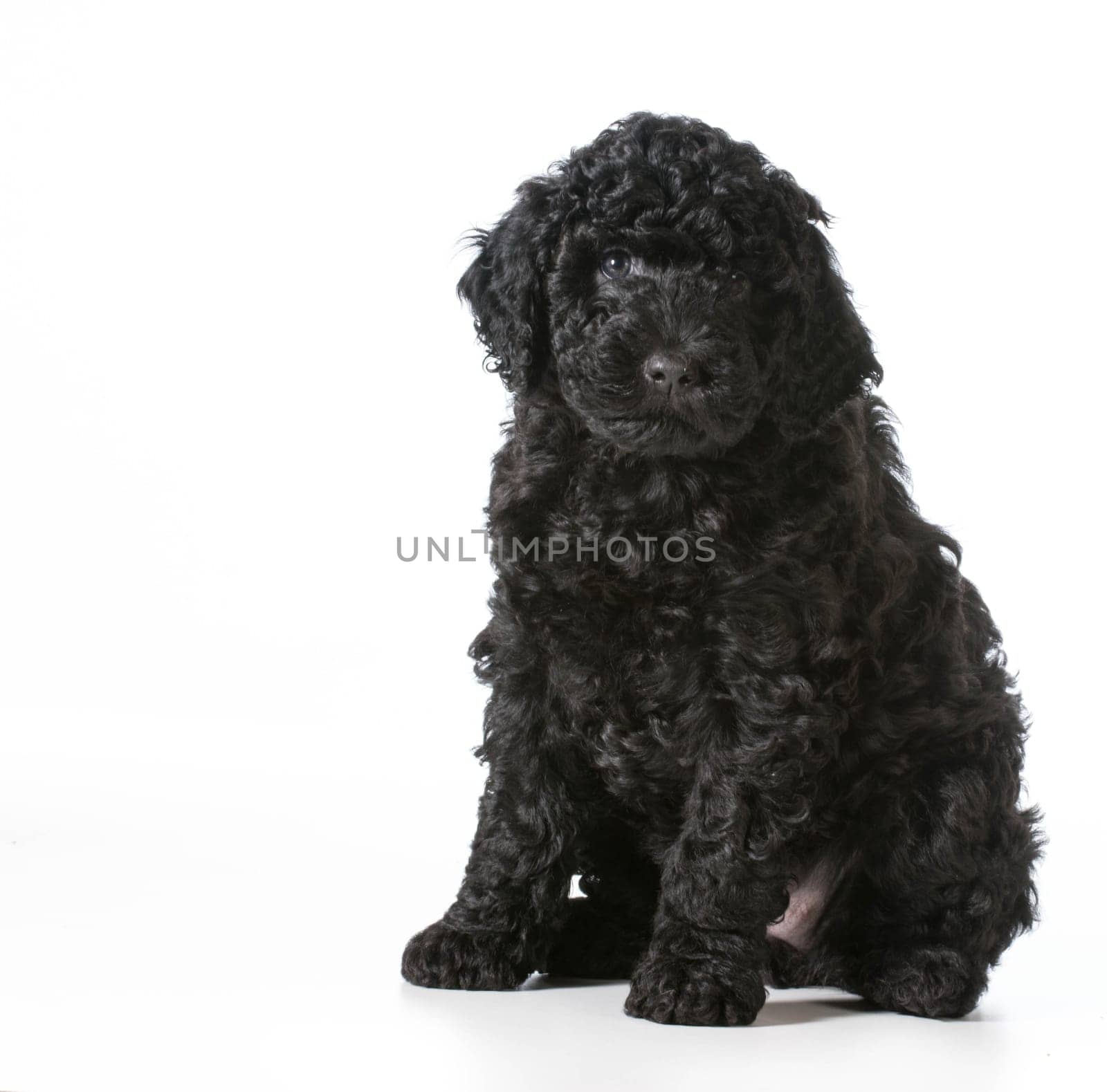 barbet puppy sitting looking at viewer - 7 weeks old