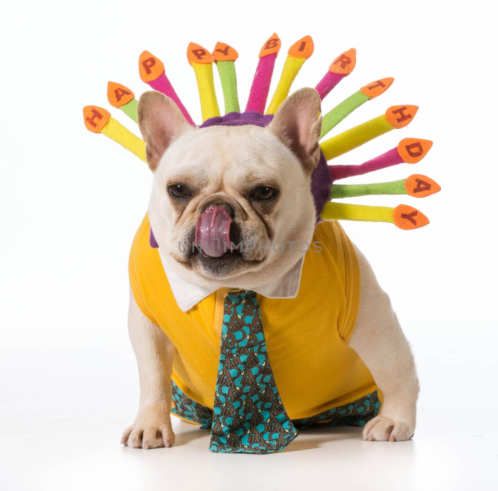 french bulldog wearing birthday headband