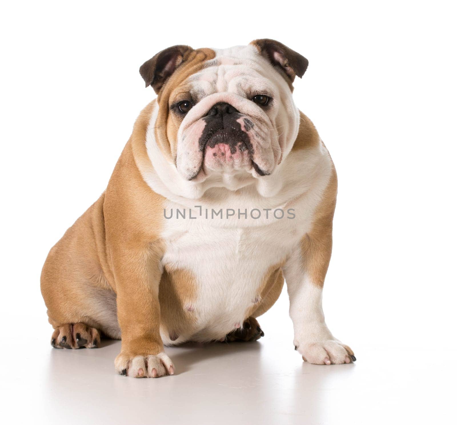 english bulldog female sitting looking at viewer isolated on white background