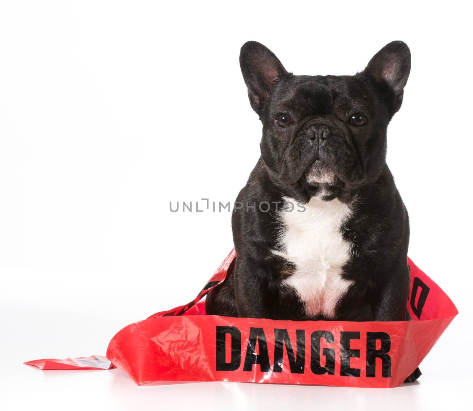 french bulldog wrapped in danger tape