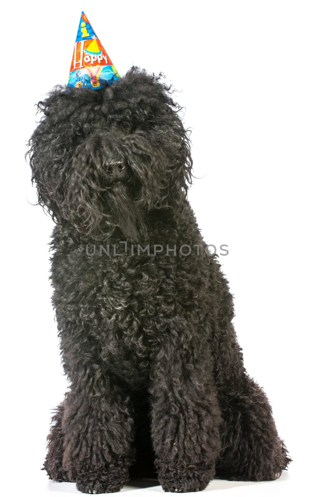 birthday dog - barbet wearing birthday hat on white background