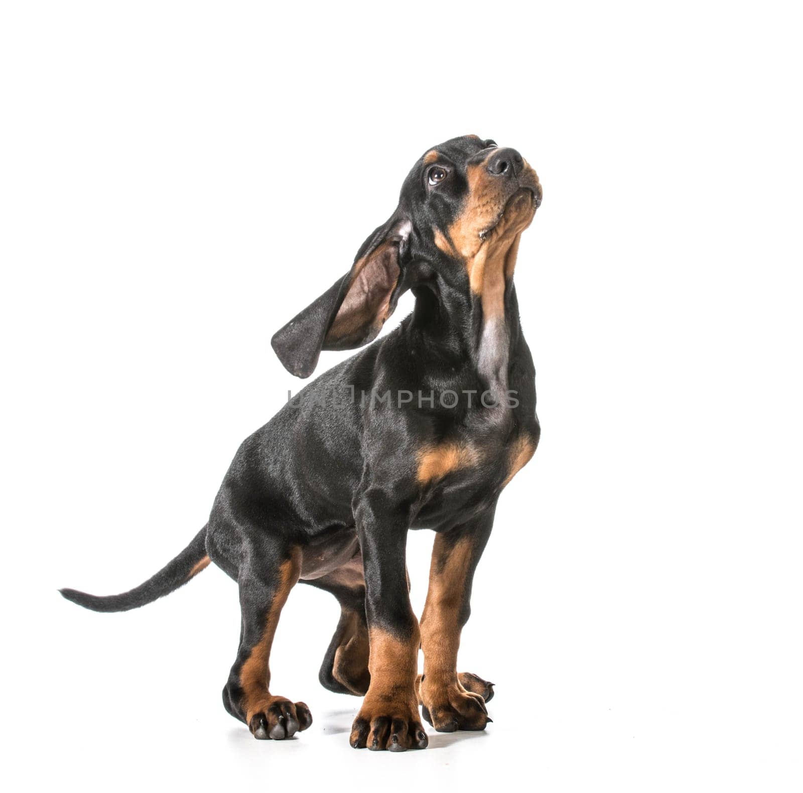 cute puppy - black and tan coonhound looking up