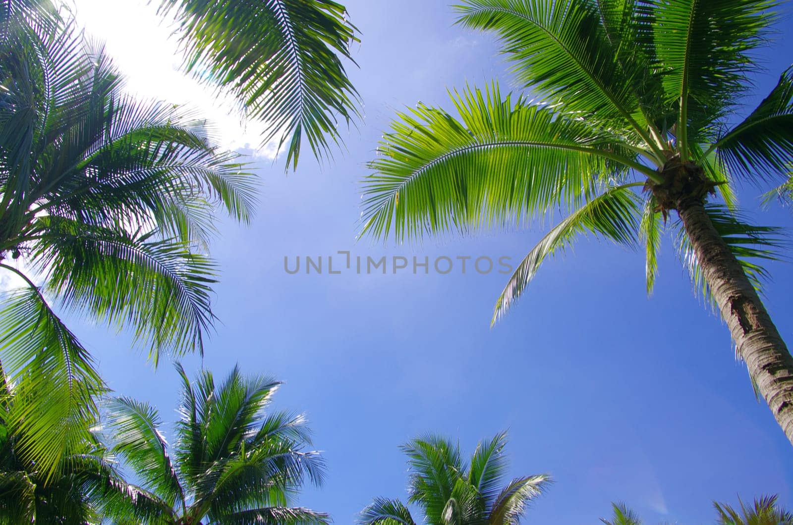 Green palm tree on blue sky background