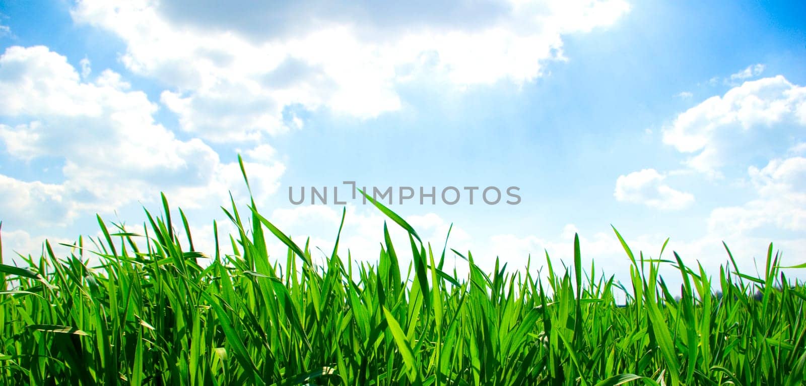 field on a background of the blue sky