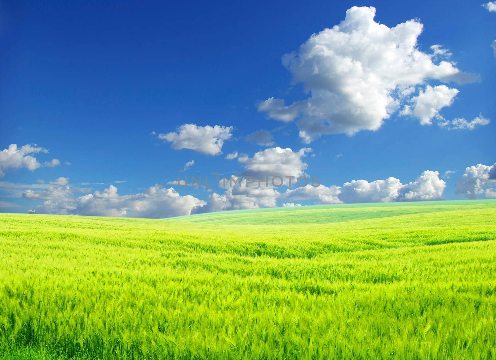 field on a background of the blue sky