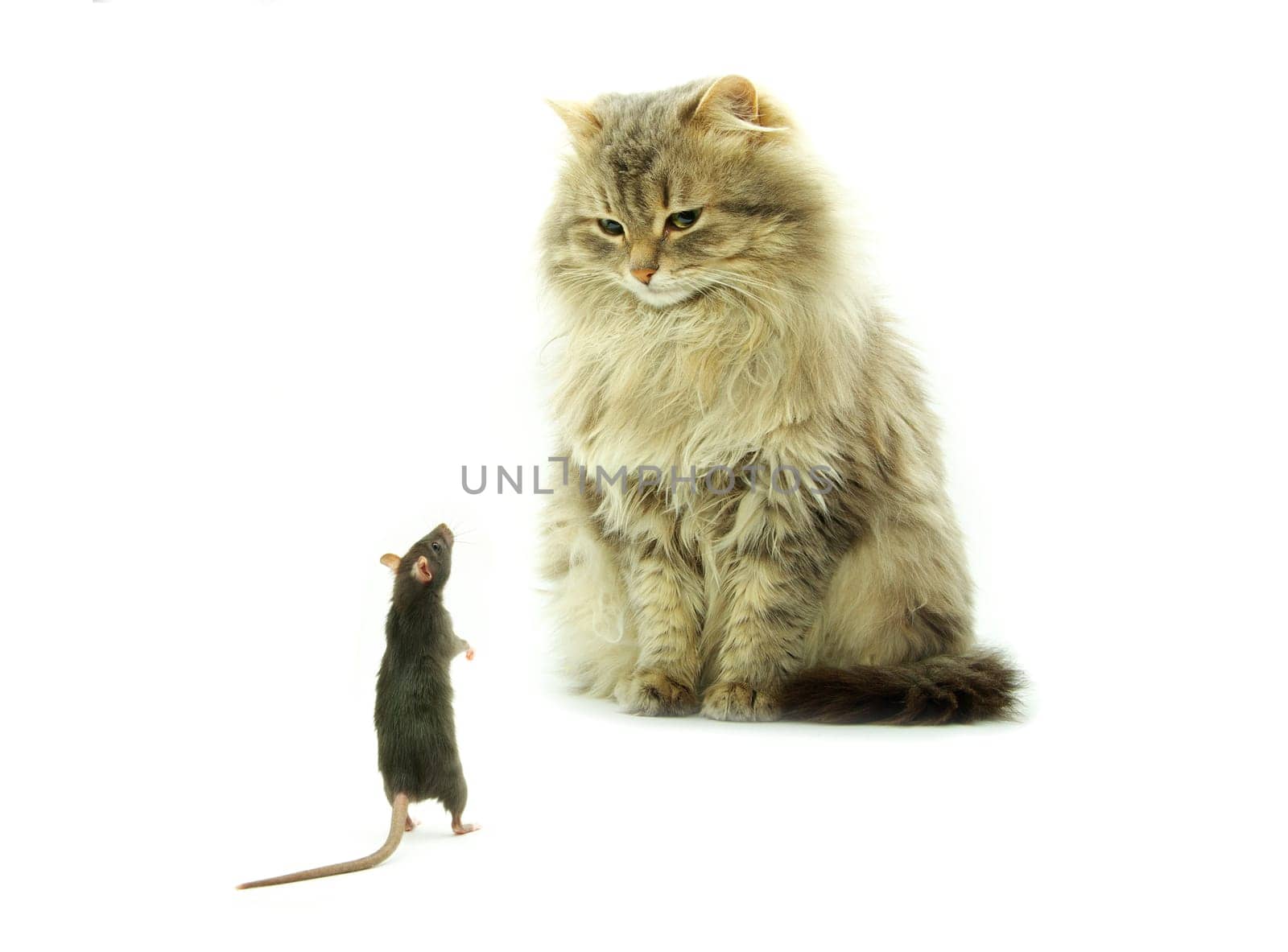 funny rat and cat  isolated on white background