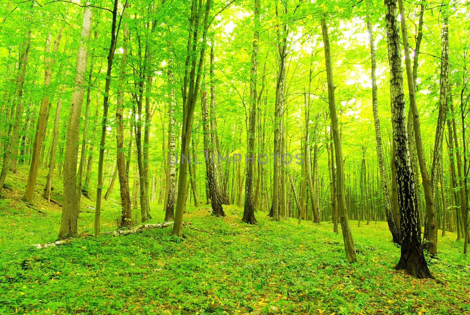 green forest  background in a sunny day