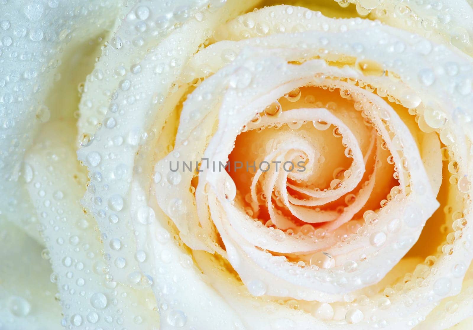 macro of white rose with water drops