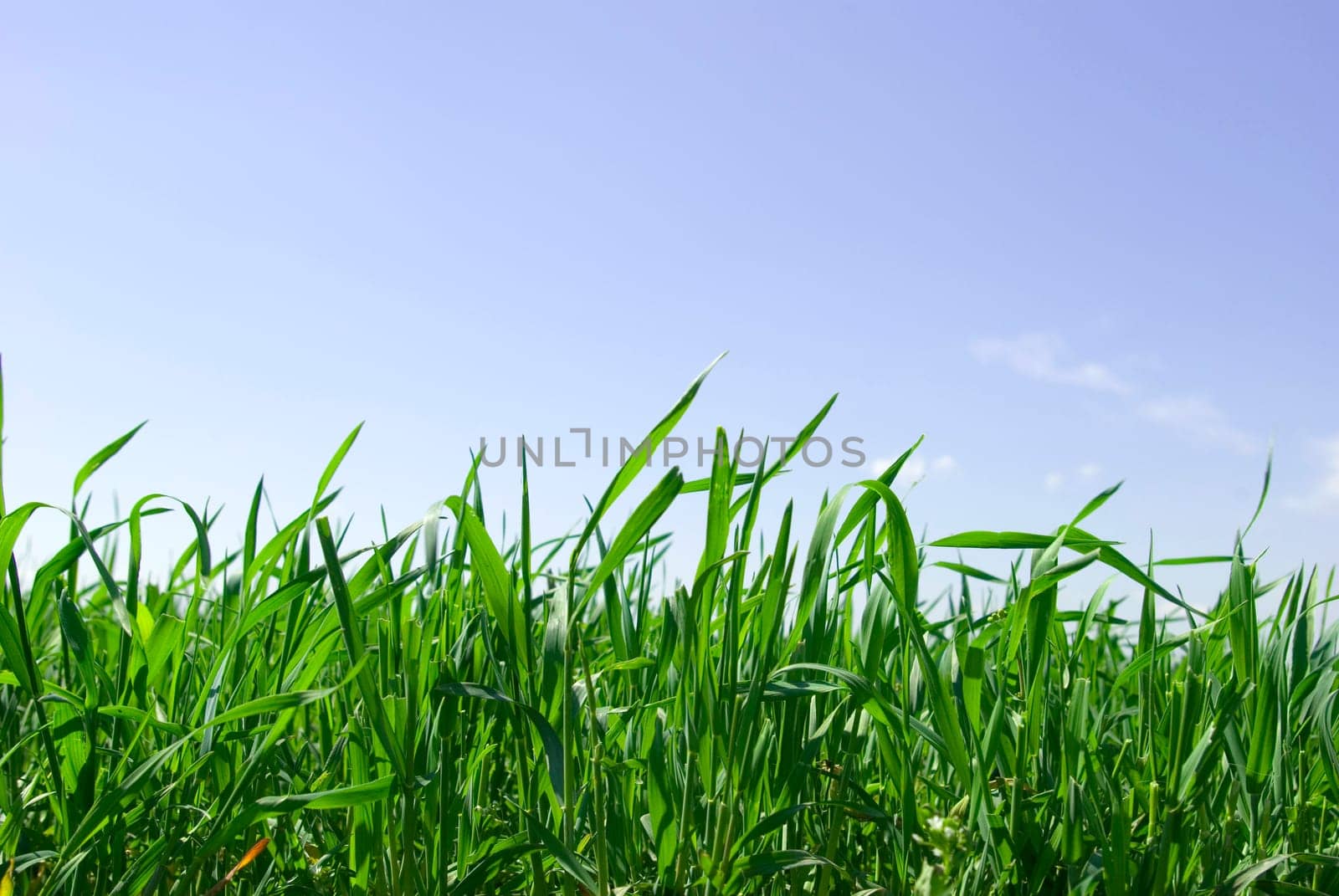 field on a background of the blue sky