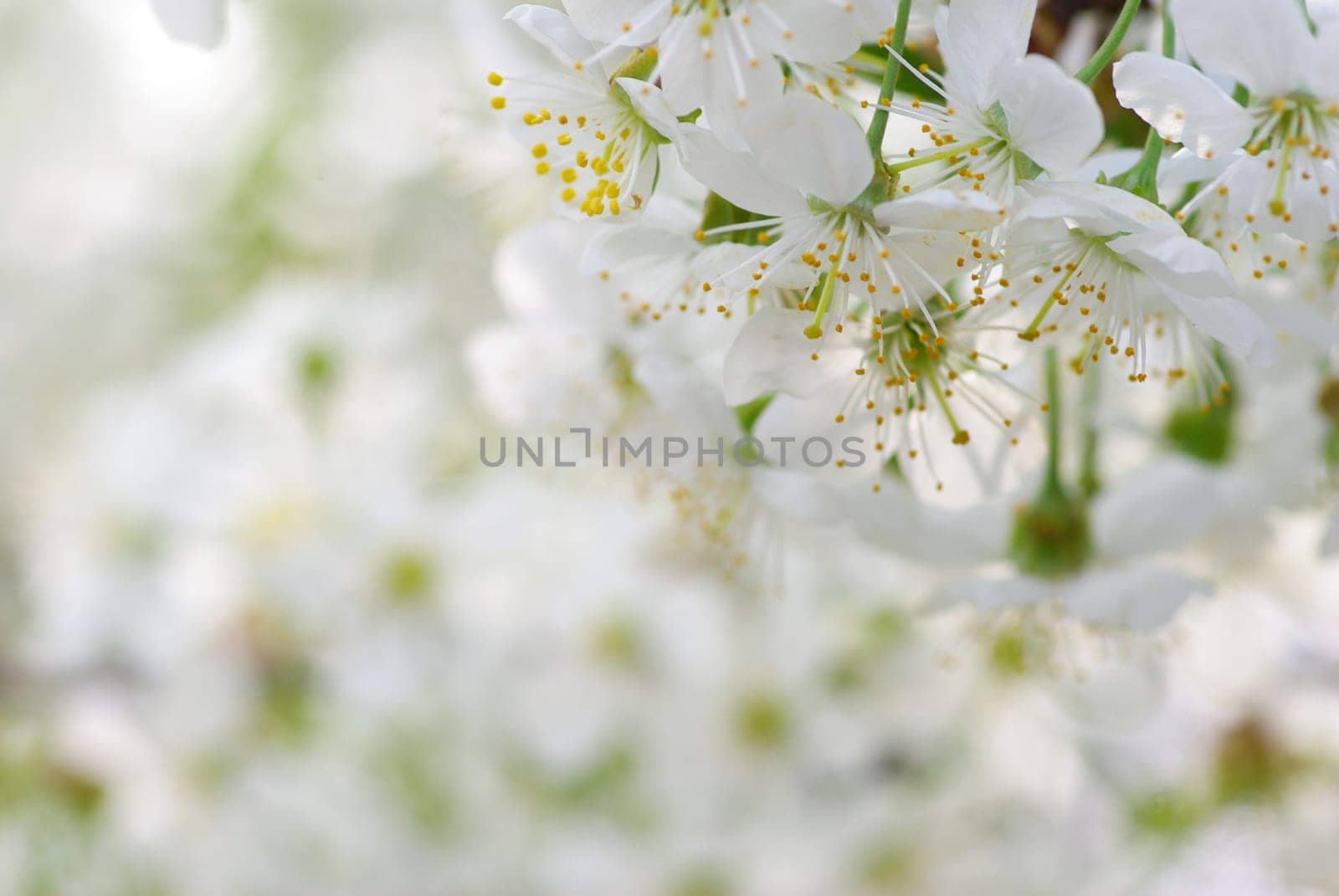 Close up of the cherry blossoms