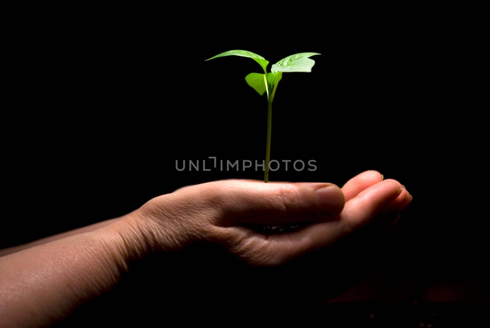 Hands holding sapling in soil