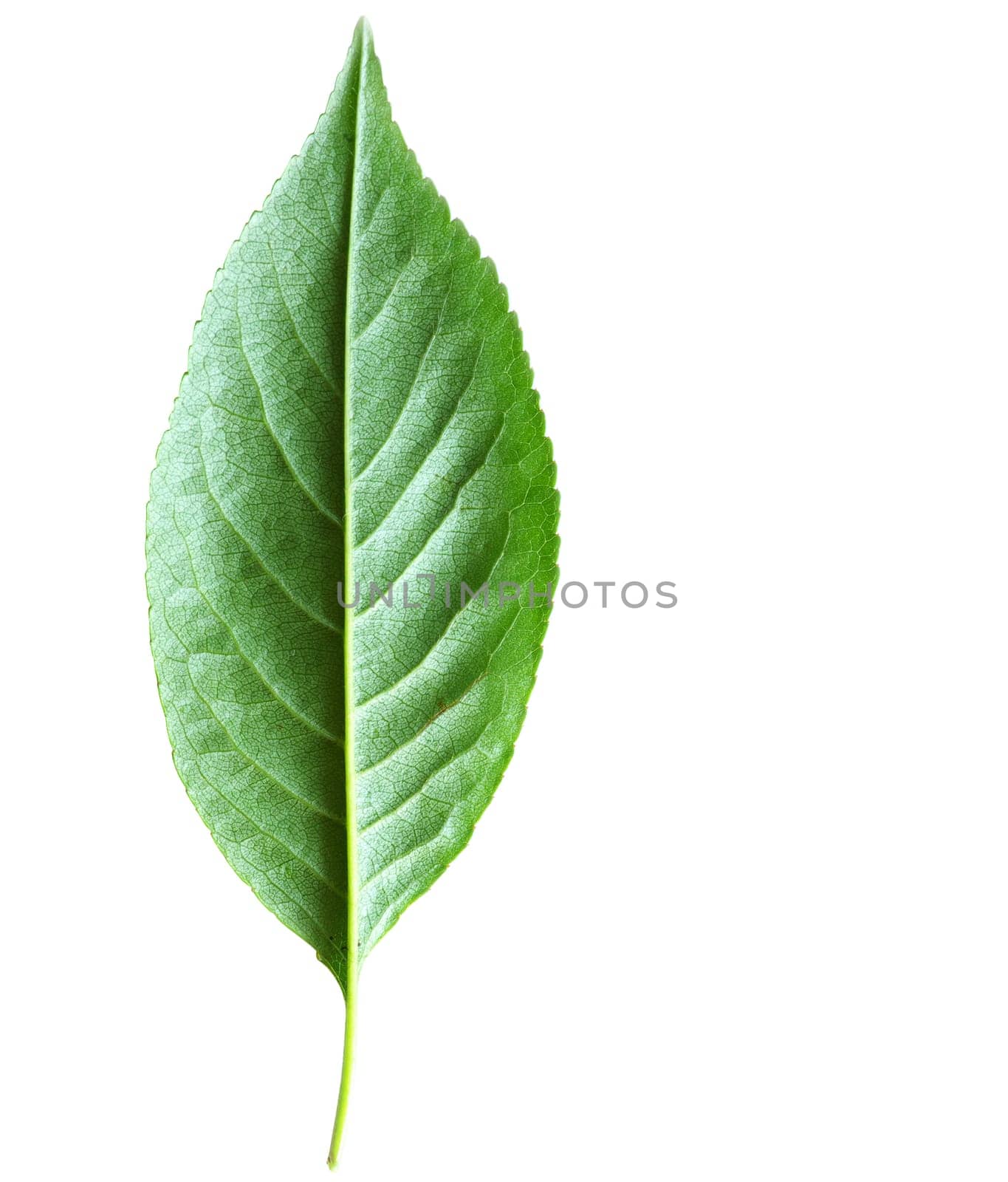 green leaf isolated on a white