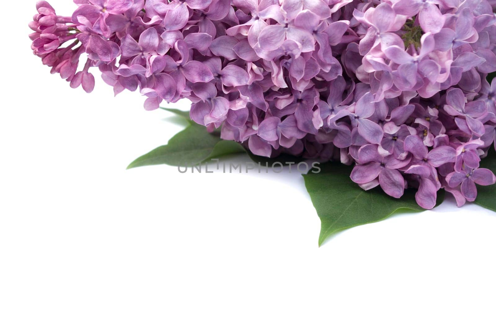 Lilac flower isolated on white background