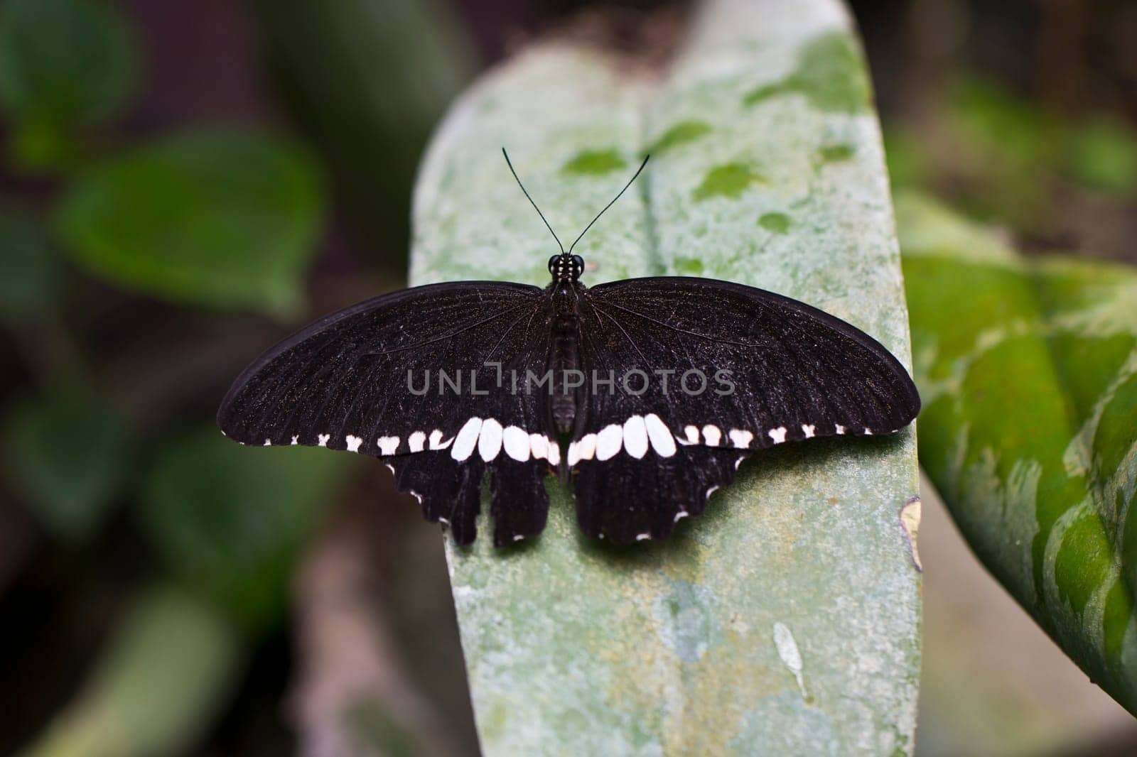 An Asian black and white Mormon butterfly (Papilio polytes)