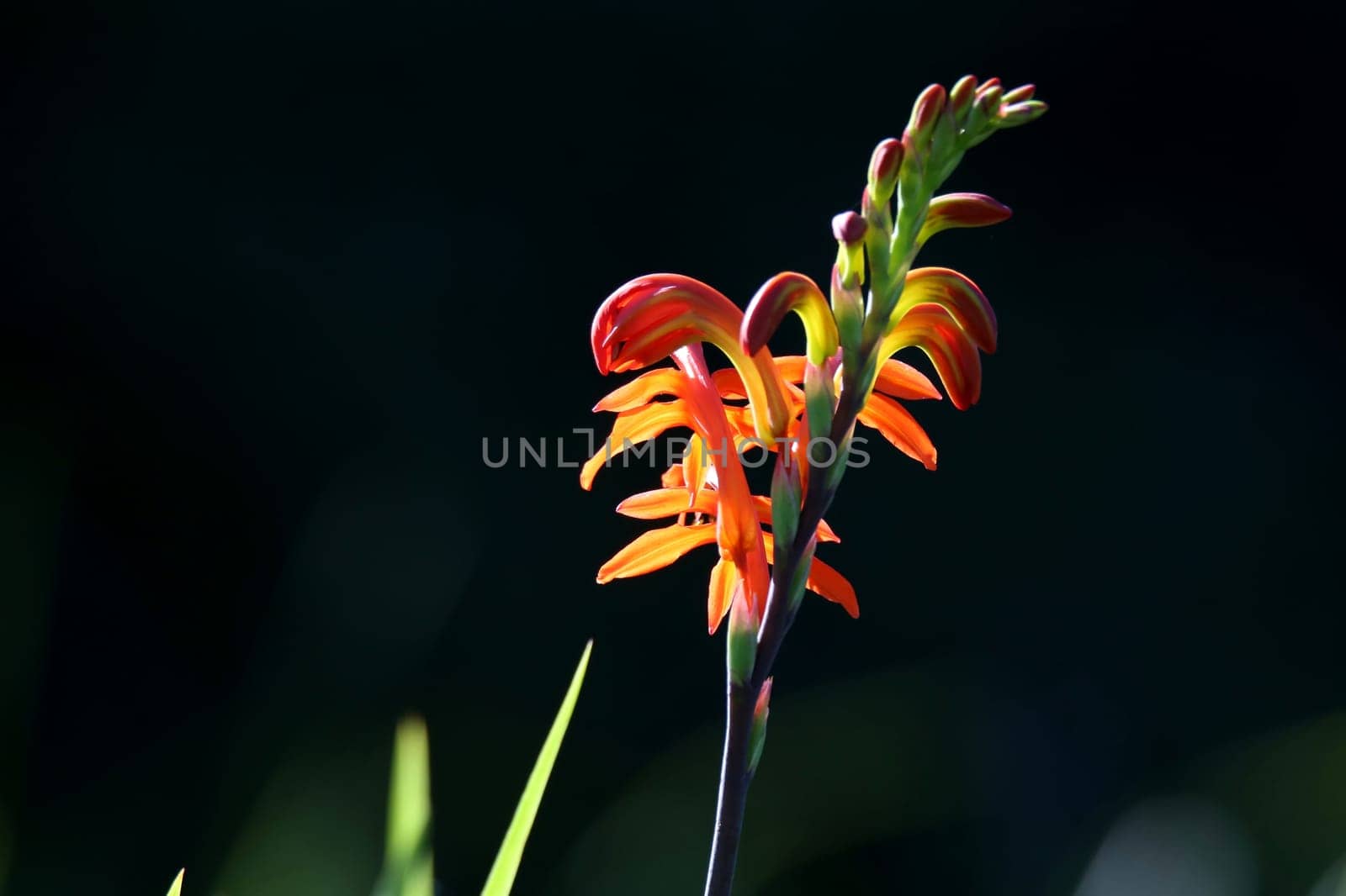 Wild orange flowers backlit by the sun light