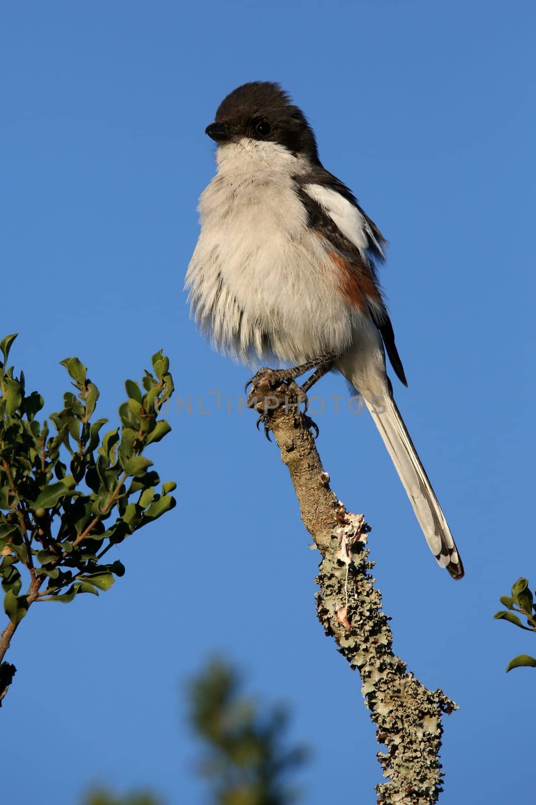 Female Fiscal Shrike bird perched on top of a branch