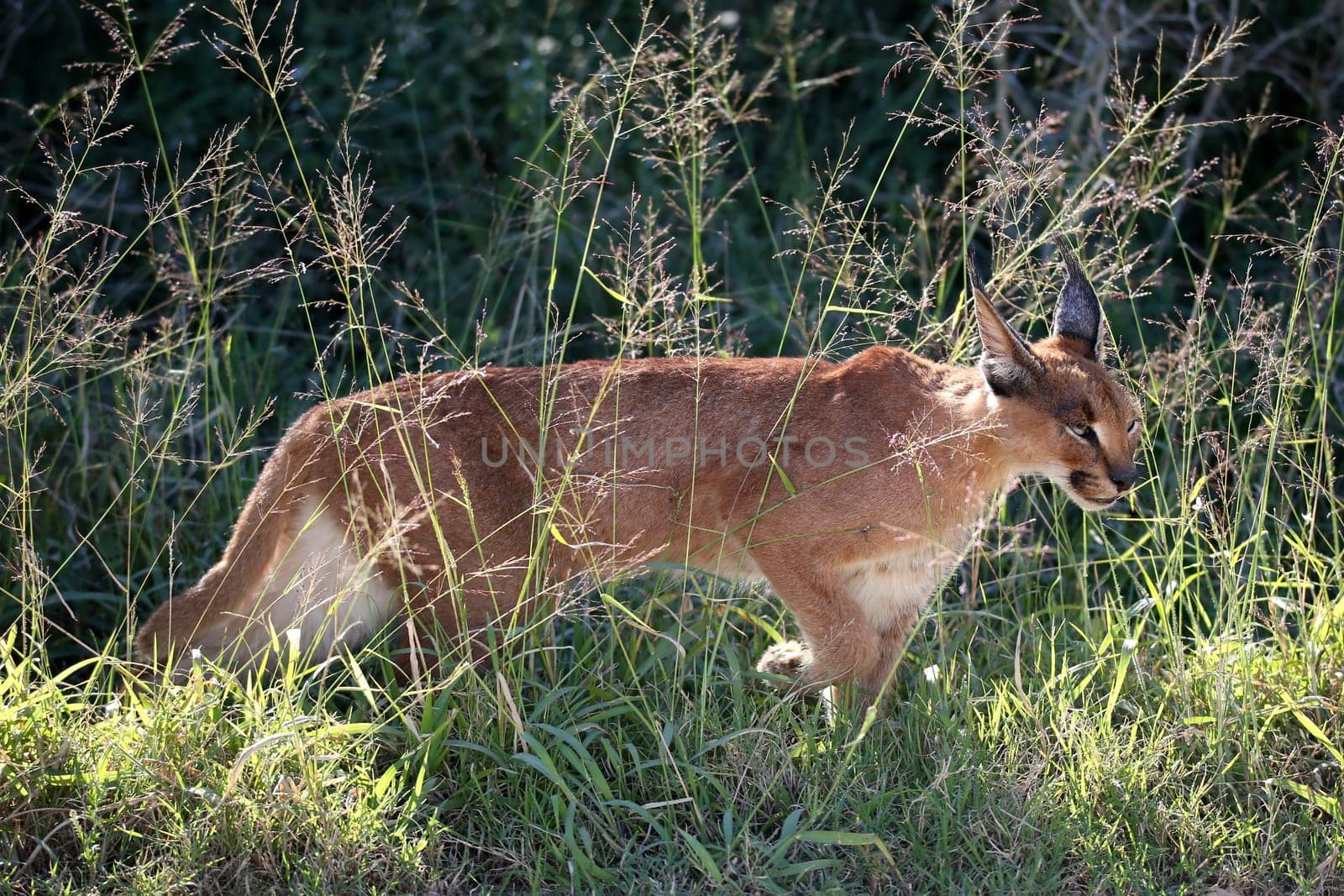 African Lynx or Caracal hunting in the long grass