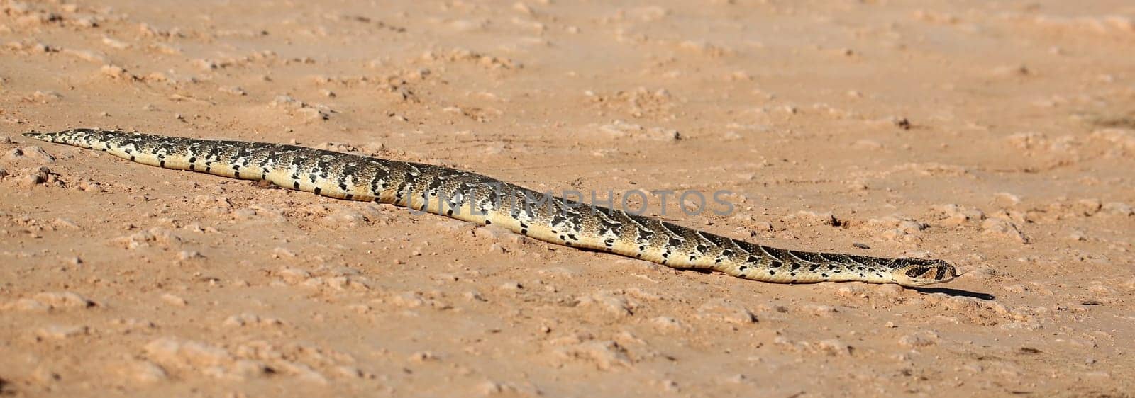 Striking puffadder snake slithering across the ground