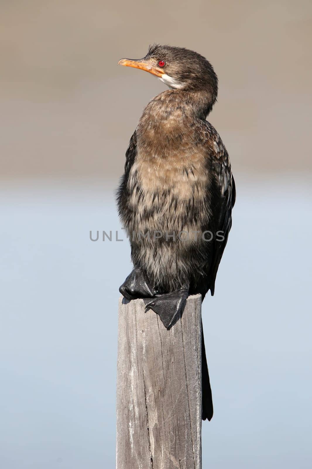 Cormorant sea bird with a beady red eye perched on a wooden pole