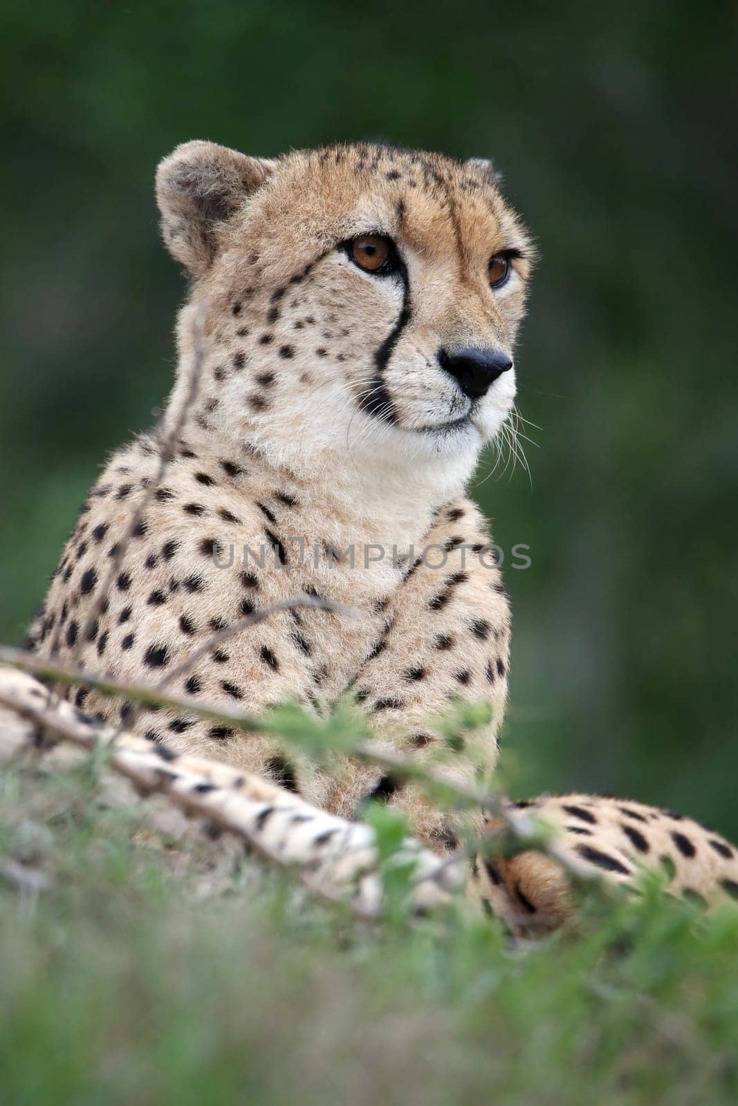 Cheetah wild cat with beautiful spotted fur