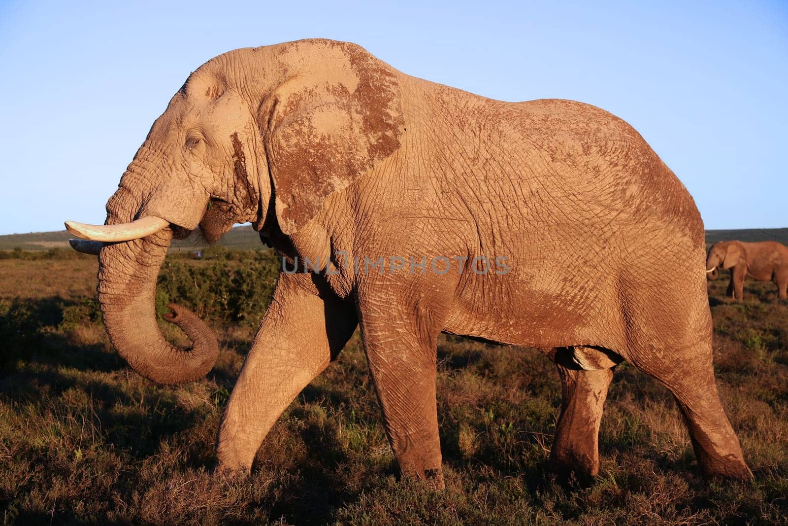 Large African elephant covered in protective mud walking in afternoon sun