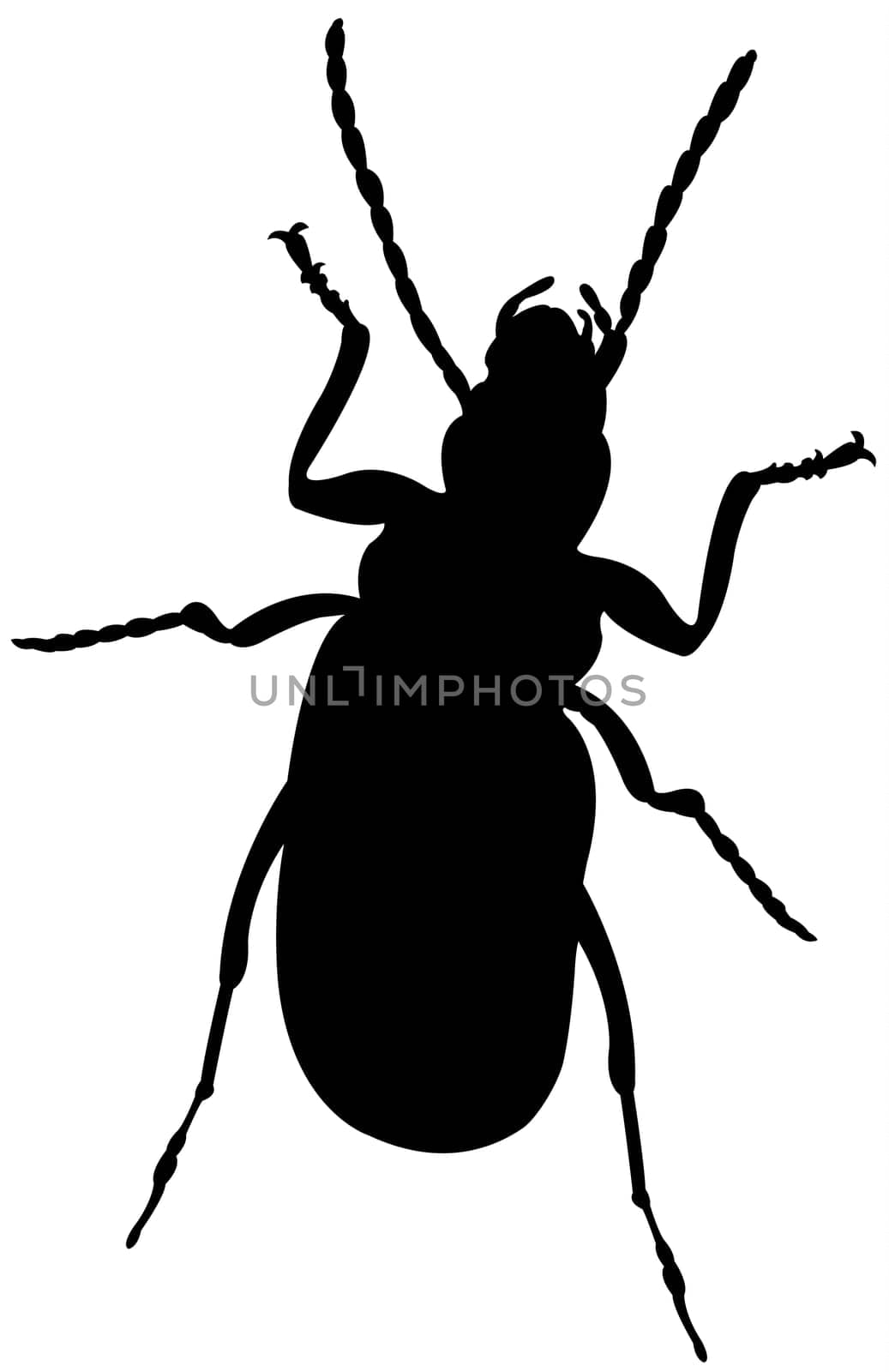 an insect silhouette