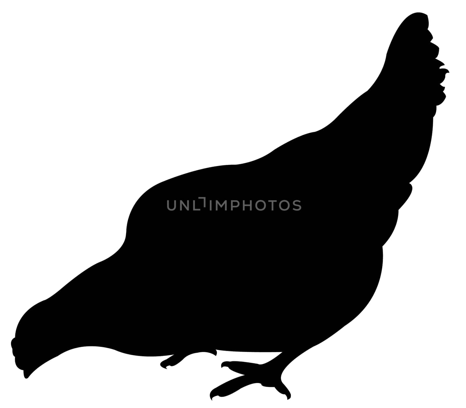a chicken silhouette vector