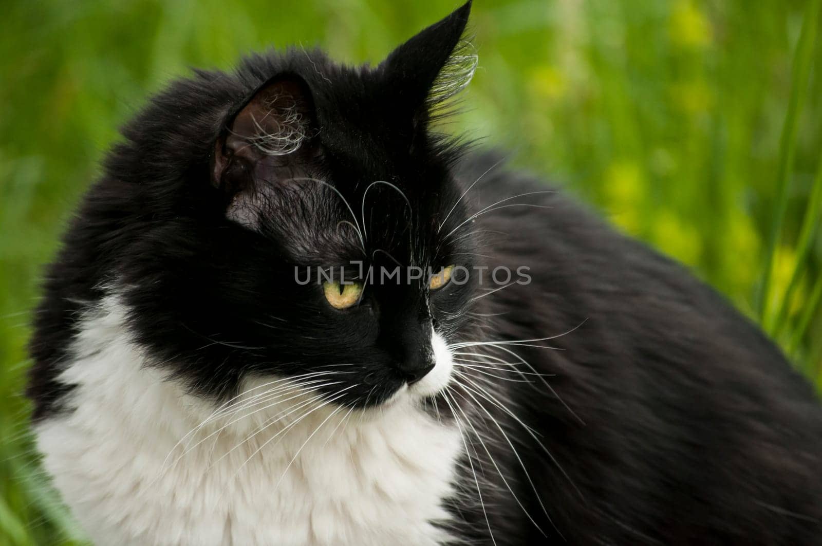 Black and white cat closeup on rural background