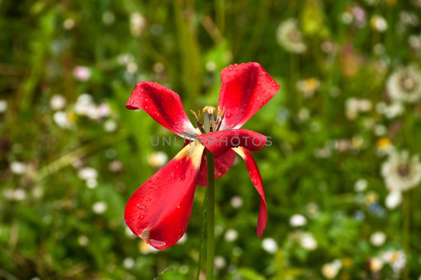 Head of red wet tulip overblown closeup on green plants background
