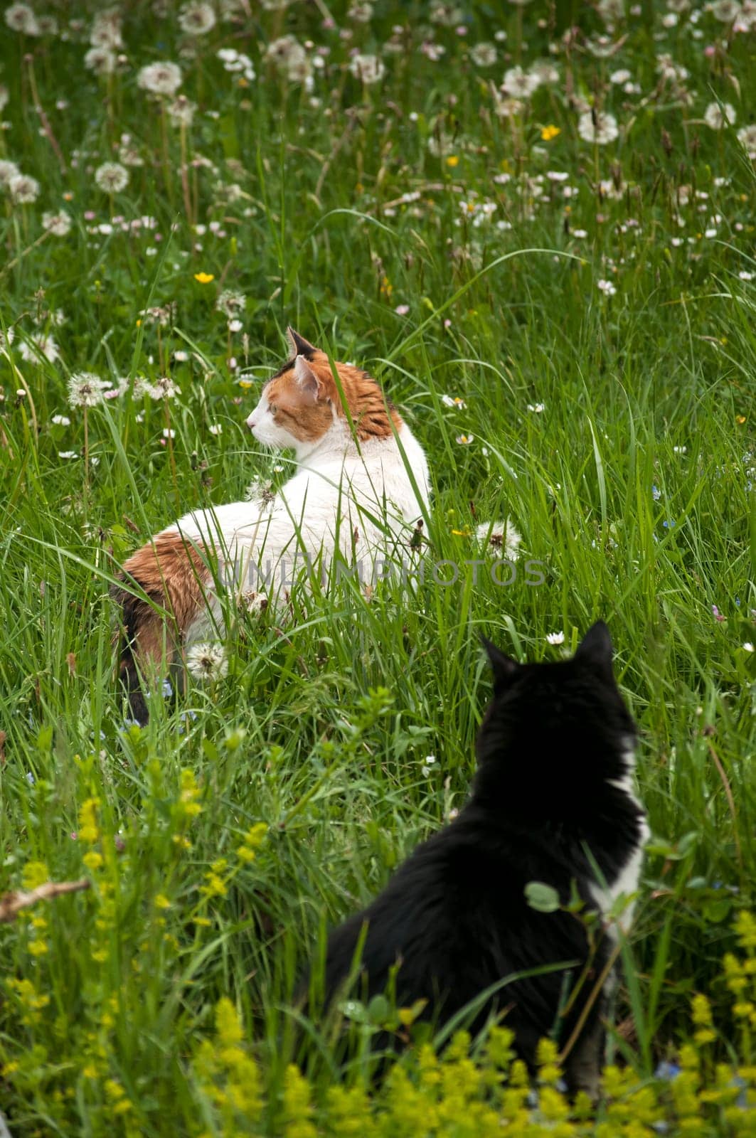 Two cats on rural spring meadow in sunny day