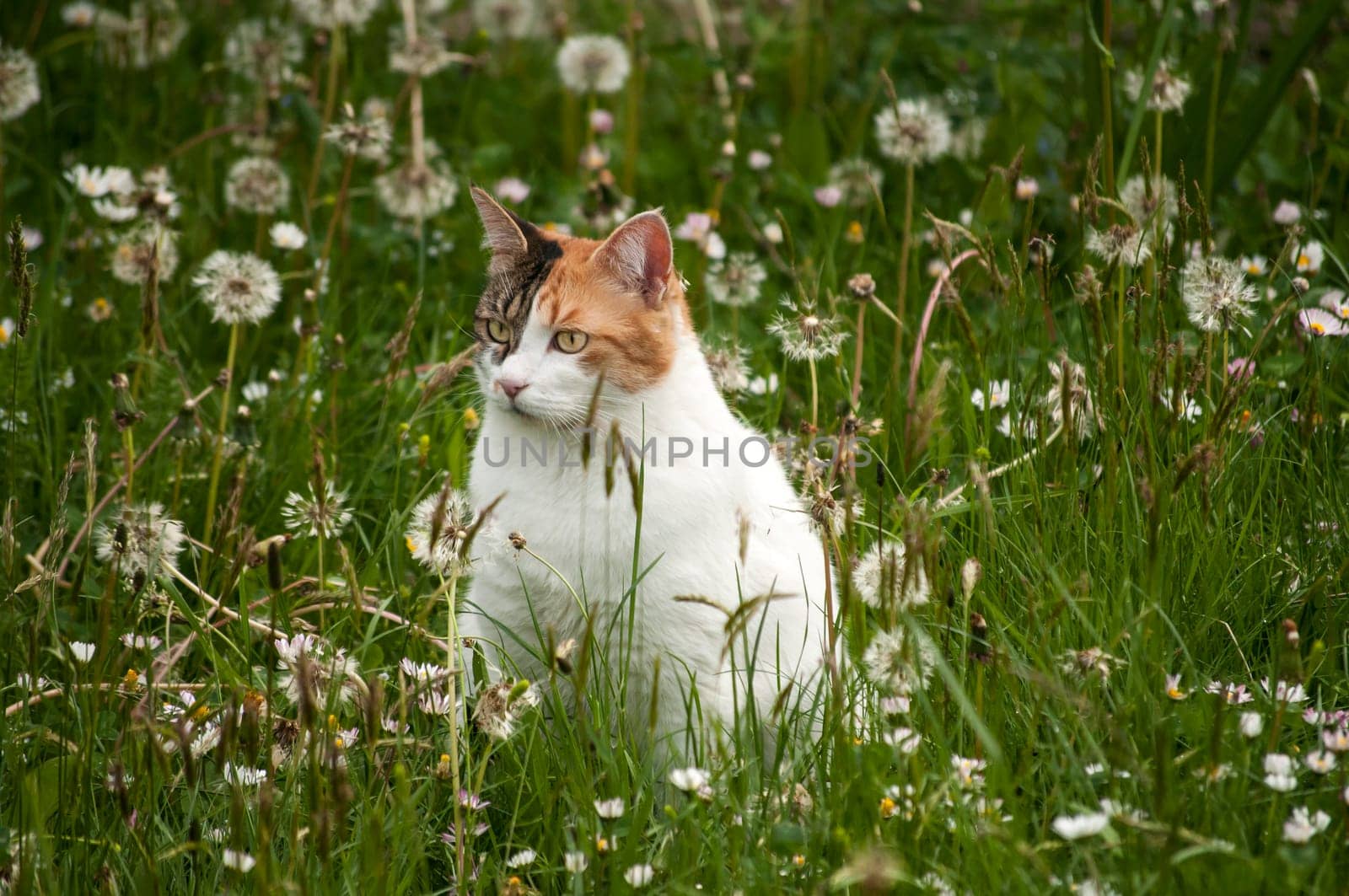 Cat among grass and plants on spring meadow