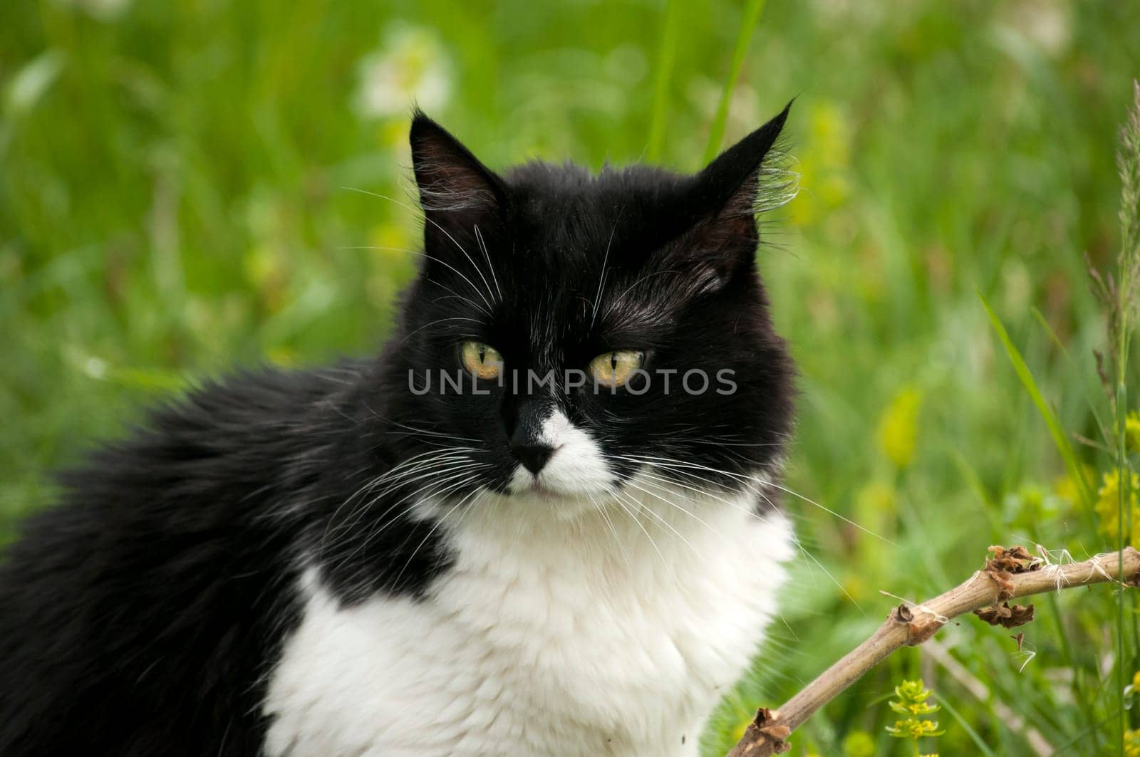 Black and white cat closeup on rural background