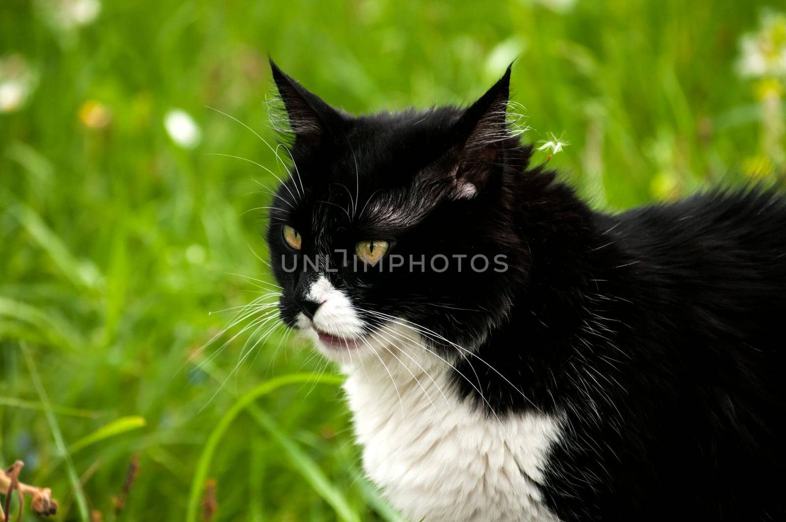 Black and white cat closeup on rural background
